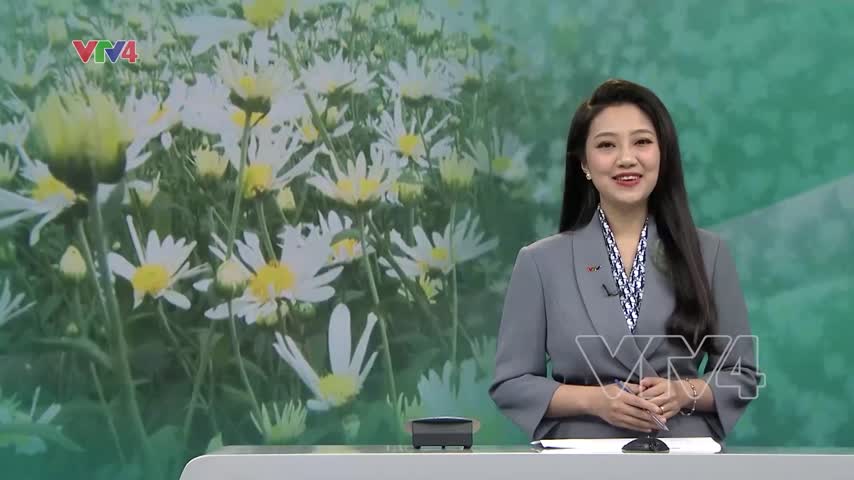Mùa cúc họa mi Mộc Châu