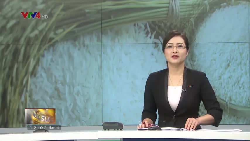 Việt Nam trúng thầu 50 nghìn tấn gạo xuất sang Hàn Quốc