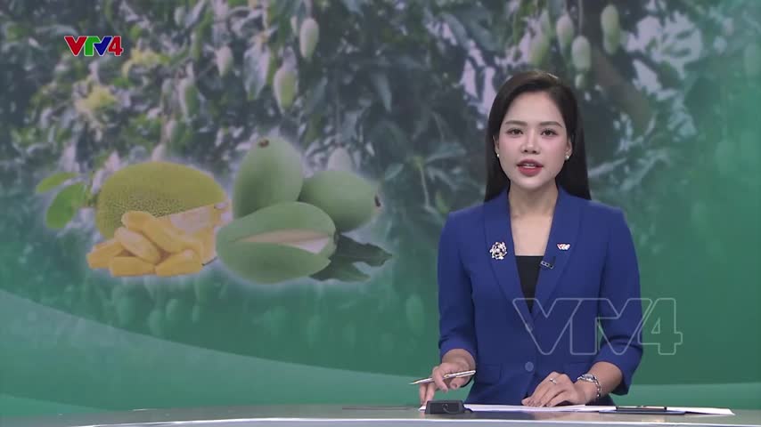 Lào Cai hình thành vùng cây ăn quả lớn