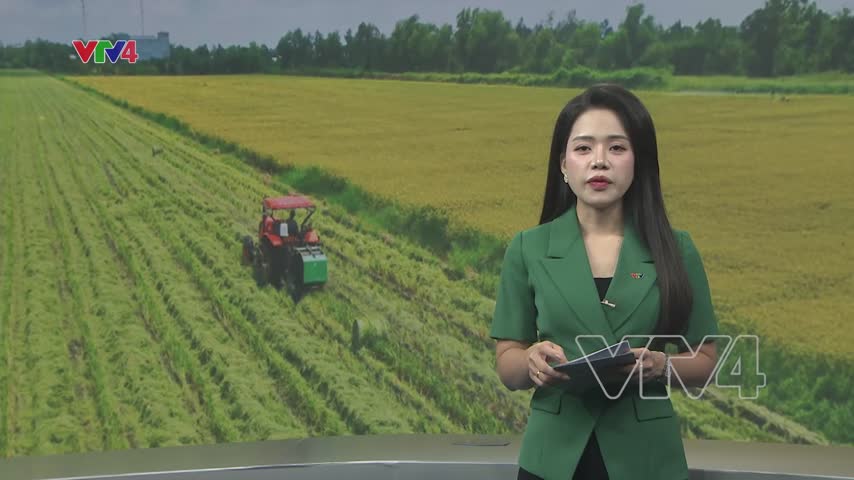 Thành quả khi áp dụng quy trình sản xuất lúa giảm phát thải