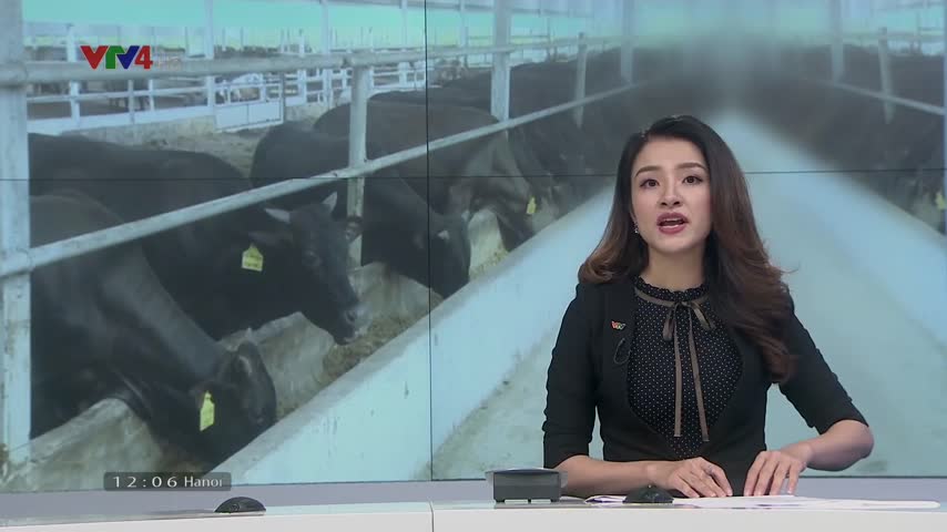 Phát triển đại gia súc để giảm áp lực dịch bệnh