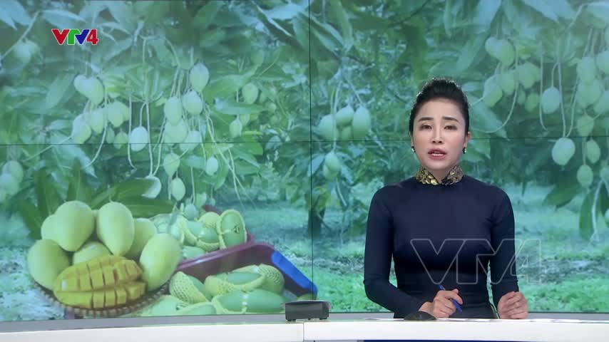 Xuất khẩu xoài sang Mỹ