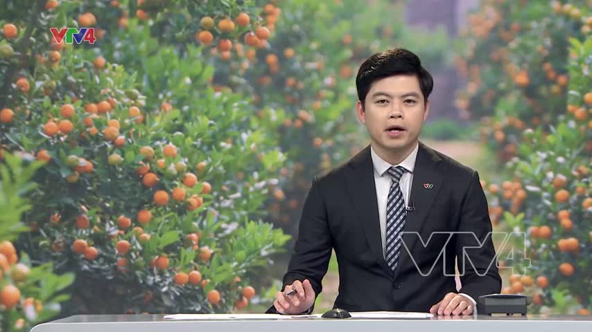 Đa dạng thị trường hoa, cây cảnh dịp Tết nguyên đán 