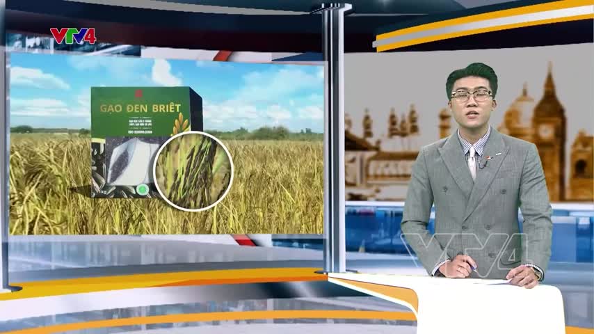 Mùa lúa ấm no vùng biên giới Tây Nguyên 
