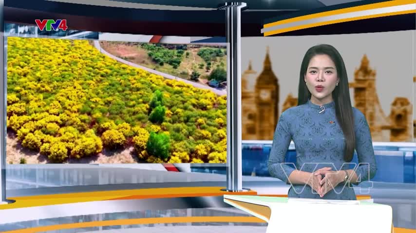 Rực rỡ sắc vàng mùa hoa keo lá tràm