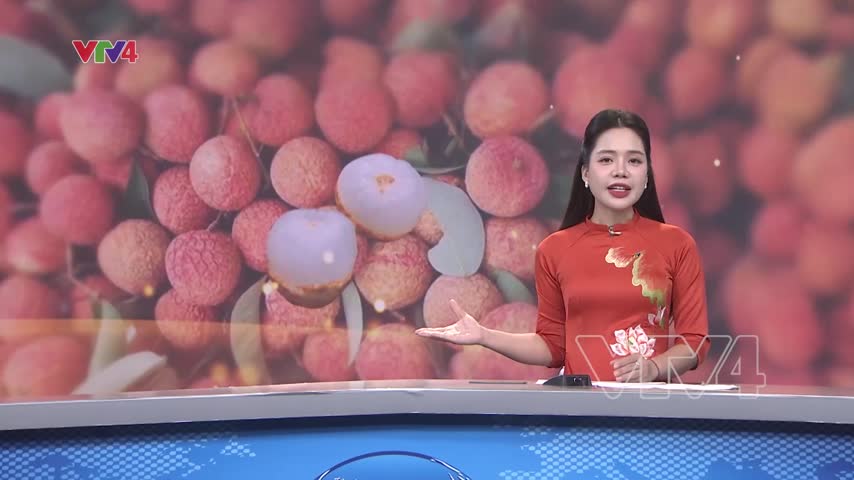 Mất mùa, giữ giá vải bằng chất lượng