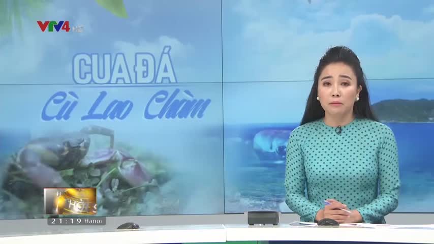Cộng đồng bảo vệ cua đá Cù Lao Chàm