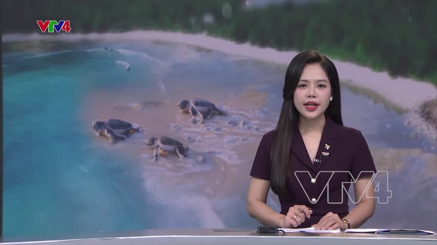 Trả rùa về biển - Giữ nguồn sống trên bờ