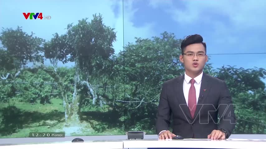 Chè San Tuyết cổ thụ được công nhận là cây di sản Việt Nam