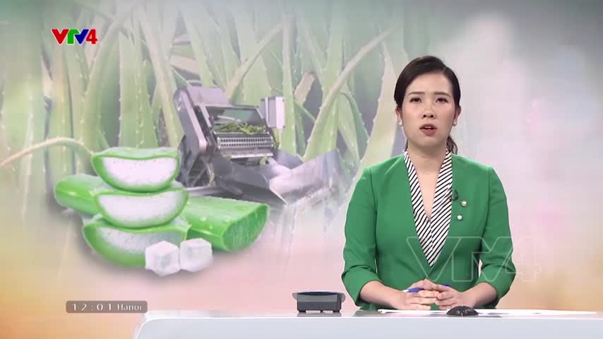 Xuất khẩu nha đam – Lợi thế mới trên vùng đất nắng hạn