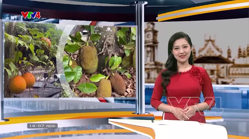 Thăm miệt vườn của người Việt tại Mỹ