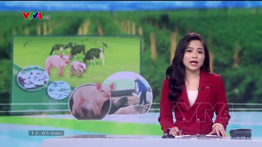 Phát triển chăn nuôi tự chủ quy mô lớn