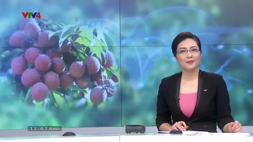 Những đổi thay từ vùng trồng vải thiều Lục Ngạn