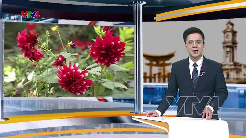 Rực rỡ sắc màu làng hoa ngày cận tết