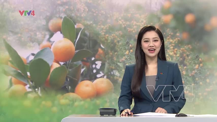 Tìm hướng phát triển bền vững cây quất