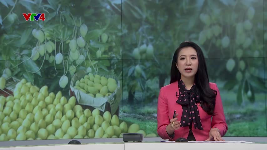 Xoài Đồng Tháp cam kết giữ chất lượng xuất khẩu
