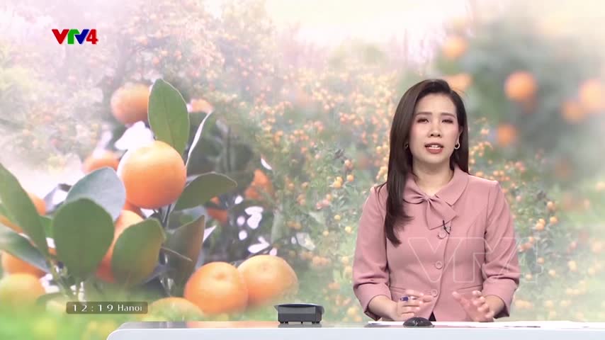 Làng quất cảnh lớn nhất Hà Nội tất bật vụ tết