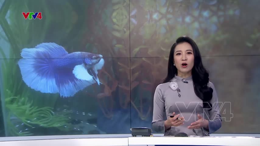 Thú nuôi cá chọi bảo vệ môi trường