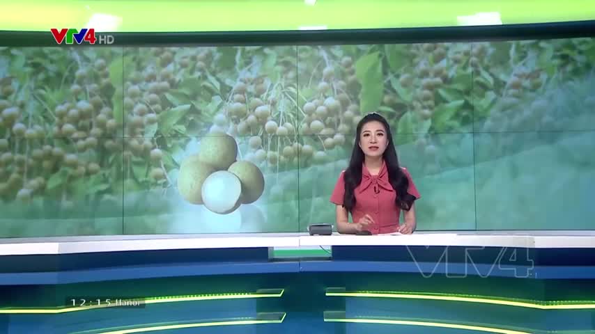 Hưng Yên chủ động mở rộng thị trường cho nhãn lồng