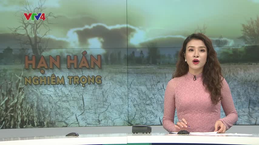 Hàng nghìn héc ta lúa khô hạn ở Thanh Hóa