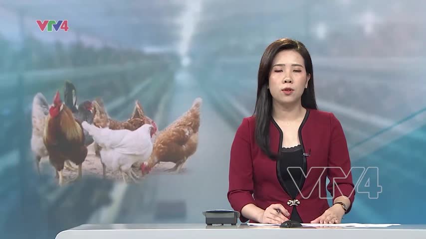 Cơ hội xuất khẩu thịt gia cầm sang thị trường hồi giáo hơn 2 tỷ dân