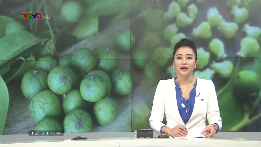 Quả sấu ngày hè