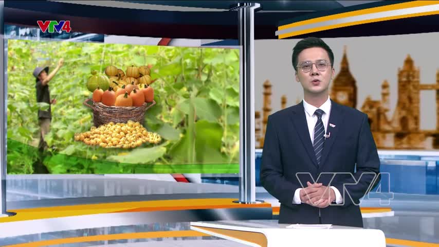 Giá trị mới từ những trái bí độc lạ