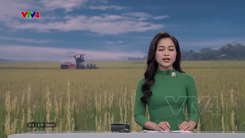 Tính khả thi của đề án 1 triệu ha lúa chất lượng cao