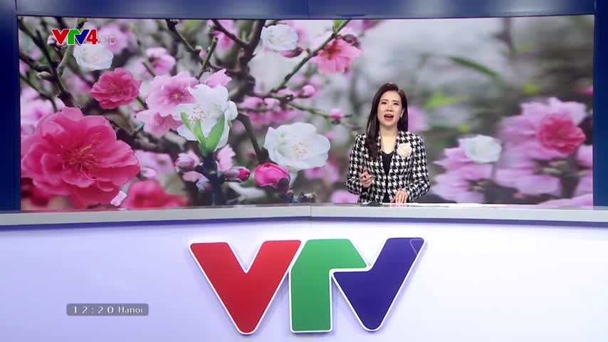 Độc đáo cây đào 3 màu hoa