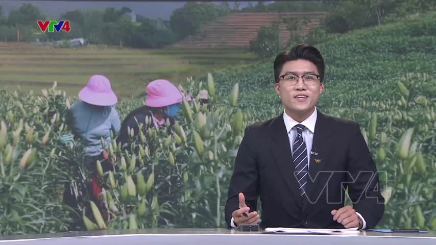 Mùa hoa ly trên vùng cao