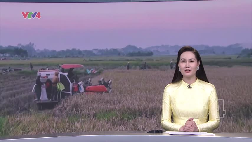 Rộn ràng thu hoạch lúa ở Thủ đô