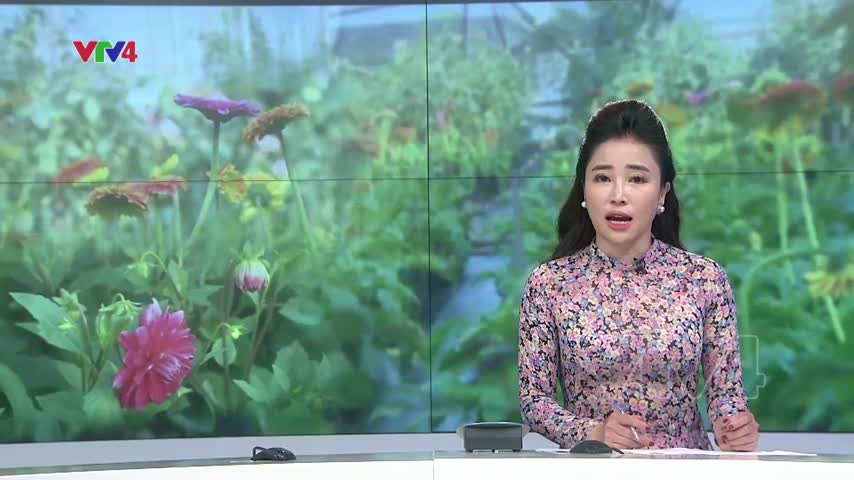 Làng hoa Tây Tựu chuẩn bị cho thị trường hoa Tết
