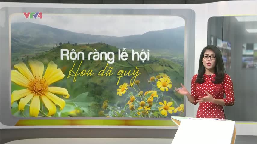 Rộn ràng không khí chuẩn bị lễ hội hoa dã quỳ​