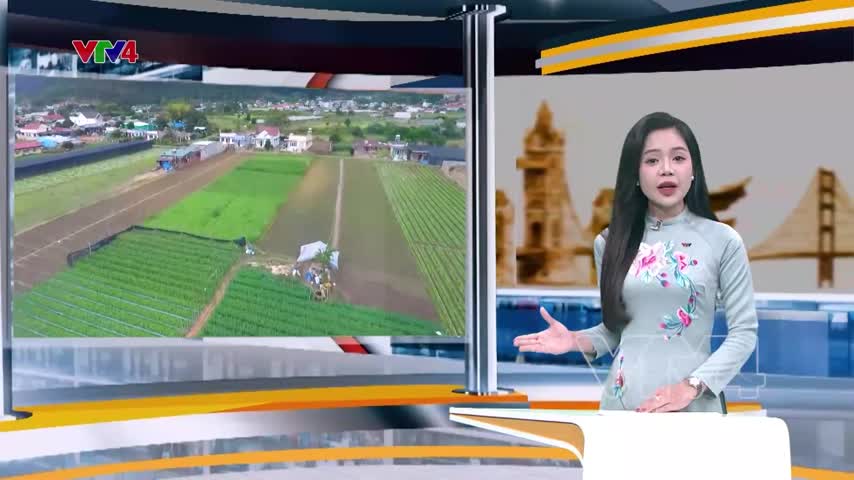 Sắc màu trên cánh đồng rau