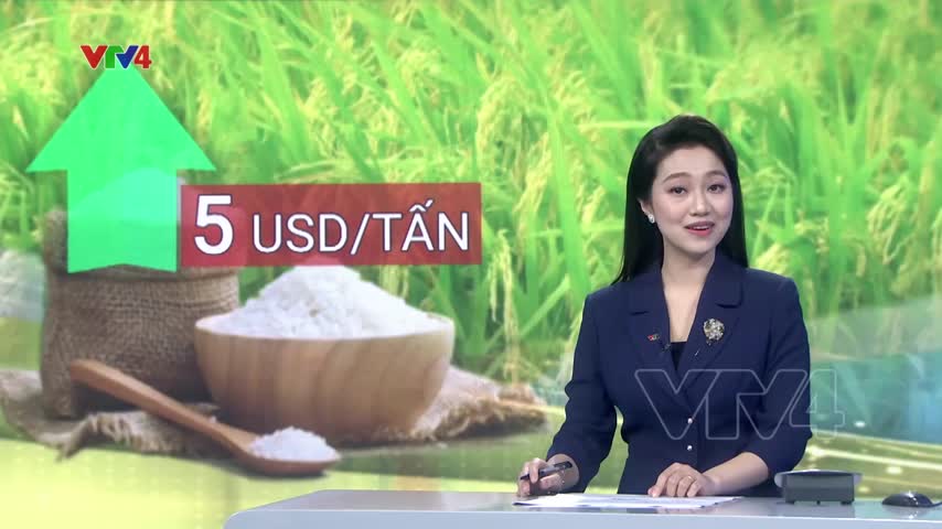Giá gạo xuất khẩu tăng 5 USD/ tấn