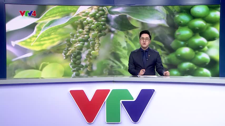 Nỗ lực đảm bảo sản xuất và xuất khẩu hồ tiêu