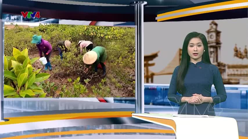 Cộng đồng bảo vệ rừng ngập mặn   