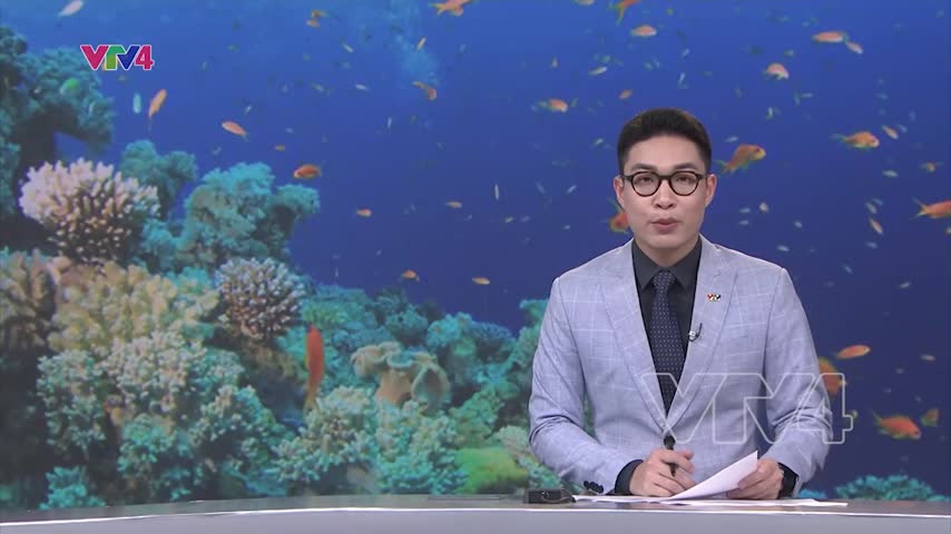 Người trẻ góp phần bảo tồn hệ sinh thái biển