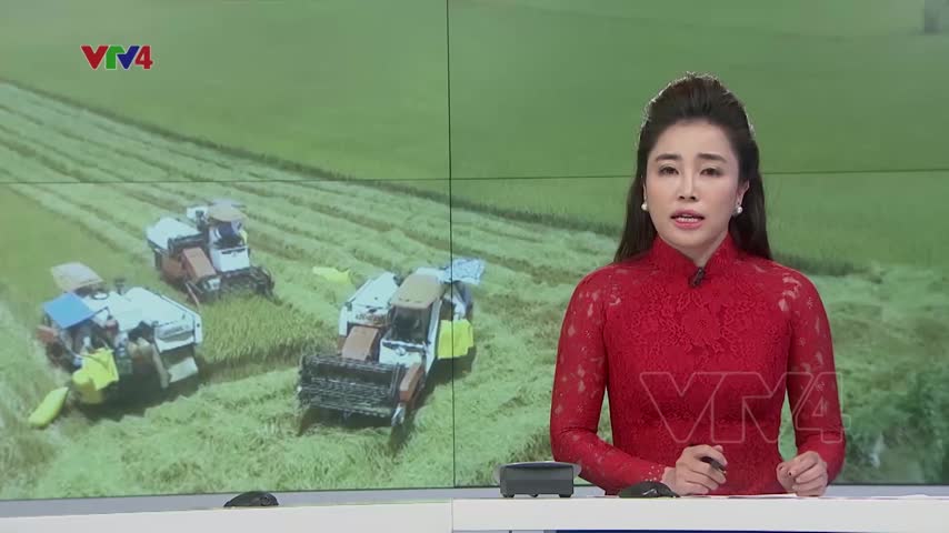 Sôi động thị trường lúa gạo cuối năm