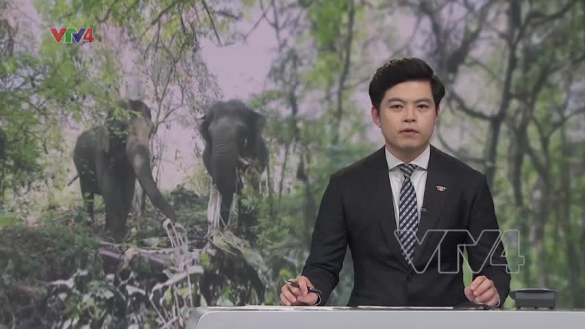 Chung tay bảo tồn loài voi