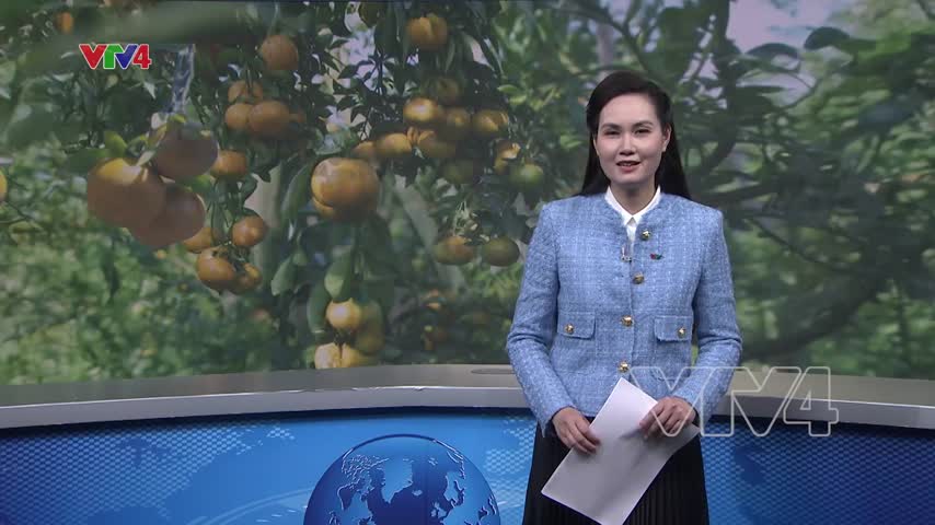 Nhà vườn miền Tây cung ứng trái cây Tết