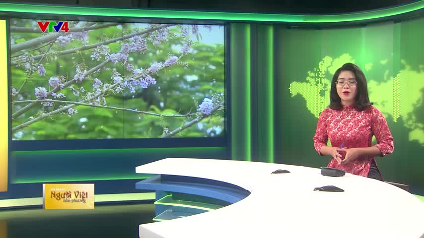 Mùa hoa Điệp Anh đào xứ Huế