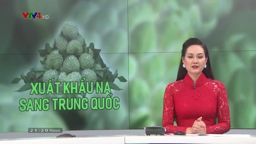 Hướng tới xuất khẩu na chính ngạch