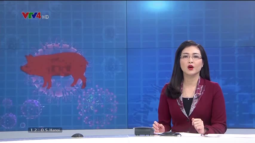 Hà Nội lại xuất hiện ổ dịch tả lợn châu Phi