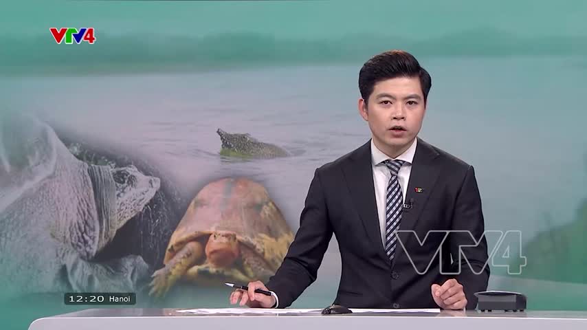 Bảo tồn rùa có nguy cơ tuyệt chủng