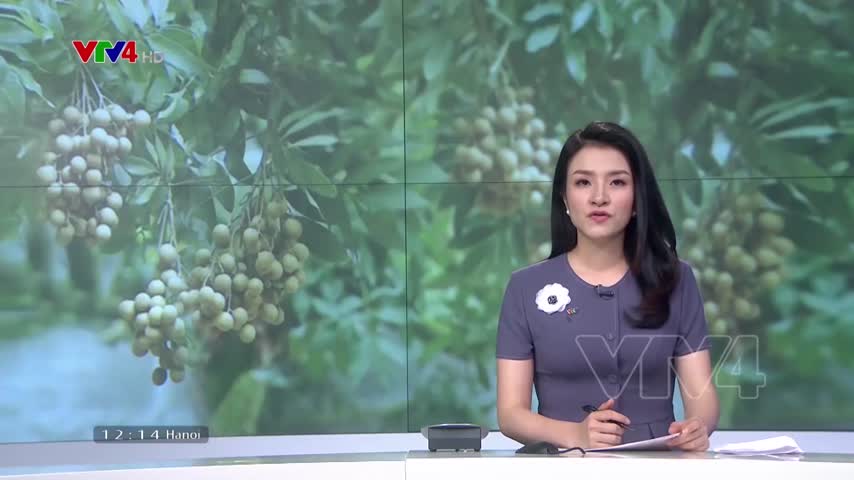 Nhãn Hải Dương đột phá xuất khẩu