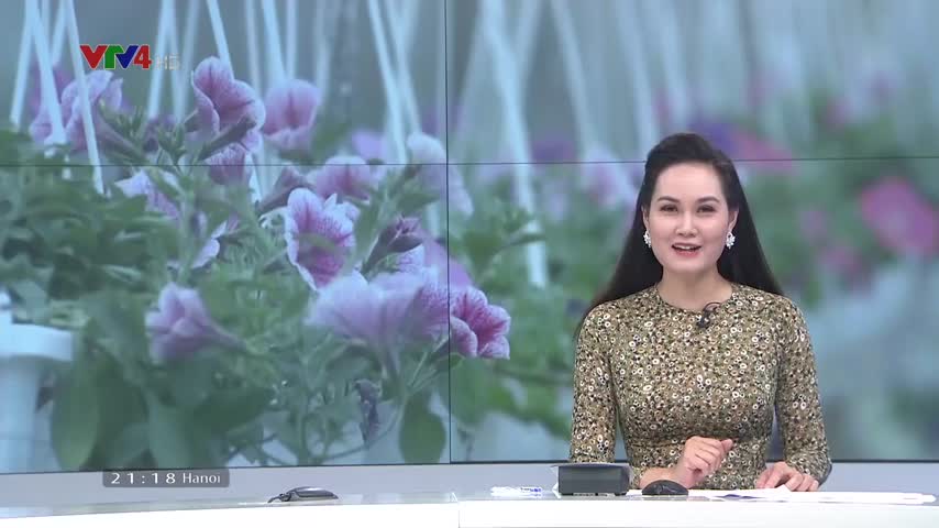 Làng hoa Xuân Quan vào vụ Tết