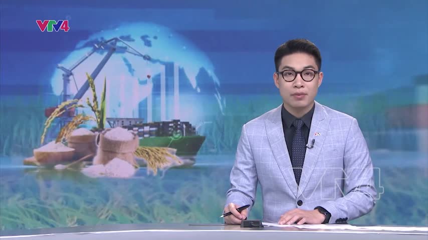 Giá xuất khẩu gạo giảm mạnh so với năm ngoái