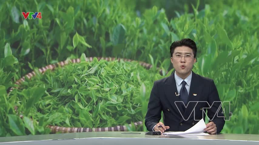 Chè Shan tuyết cổ thụ: Sinh kế bền vững vùng cao