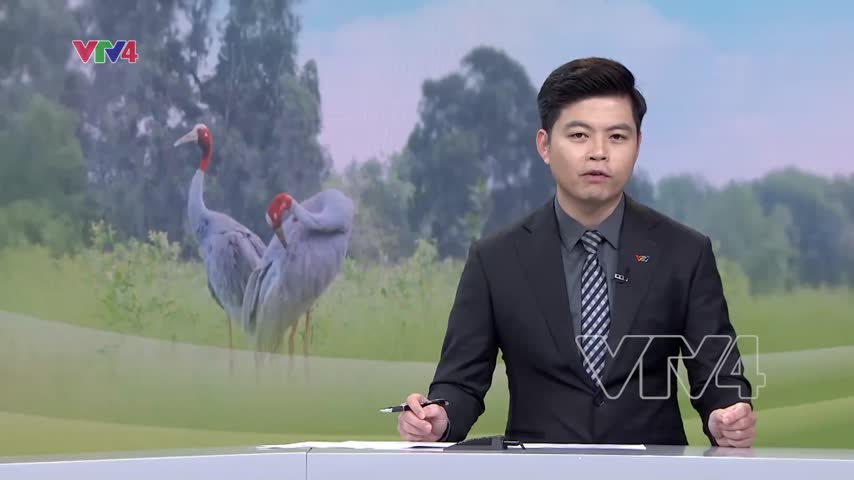 Thu hút sếu đầu đỏ về vườn quốc gia tràm chim
